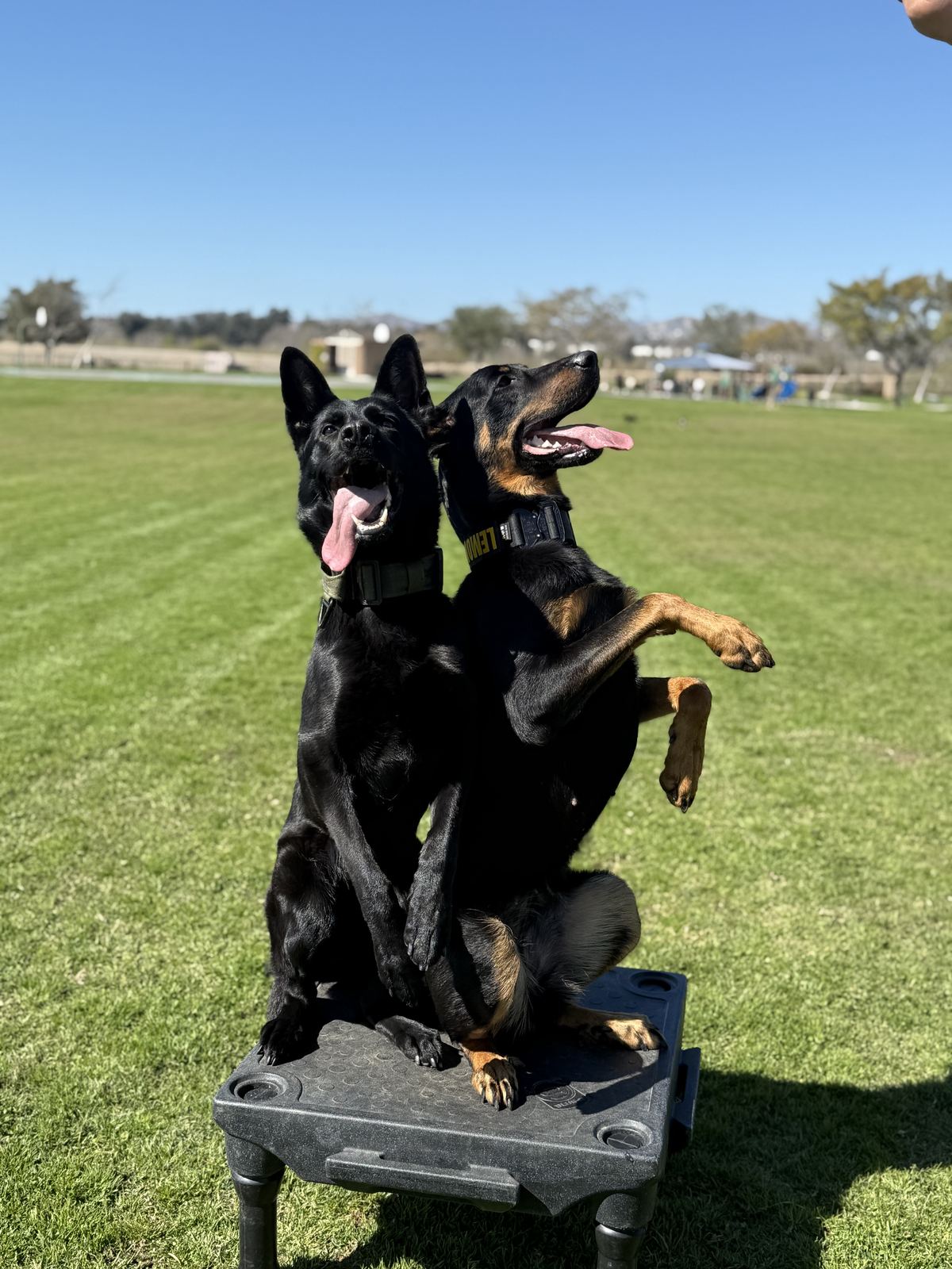 Two dogs practicing a calm place command together on a training platform